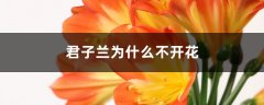 君子兰为什么不开花