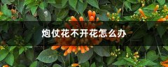 炮仗花不开花怎么办