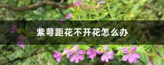 紫萼距花不开花怎么办