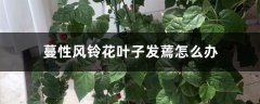 蔓性风铃花叶子发蔫怎么办