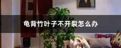 龟背竹叶子不开裂怎么办