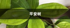 平安树叶子发黑怎么办，找到原因好解决！