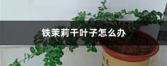 铁茉莉干叶子怎么办