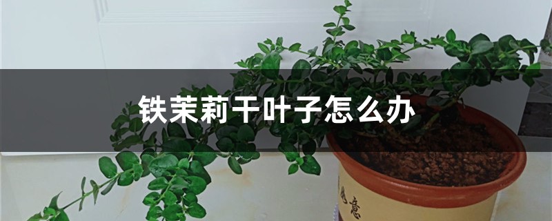 铁茉莉干叶子怎么办