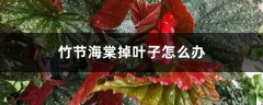 竹节海棠掉叶子怎么办