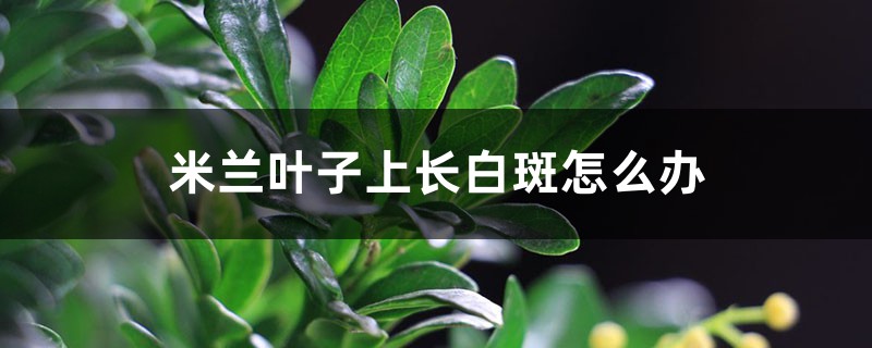米兰叶子上长白斑怎么办 米兰叶子上长白斑怎么办