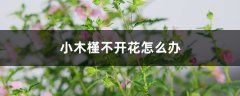 小木槿不开花怎么办