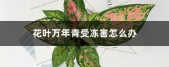 花叶万年青受冻害怎么办