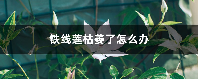 铁线莲枯萎了怎么办