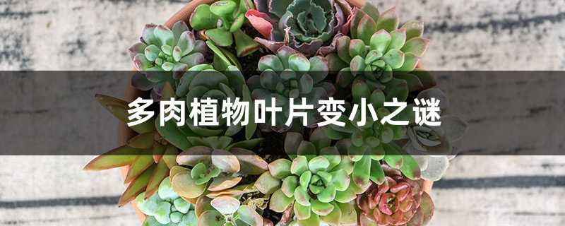 多肉植物叶片变小之谜