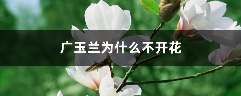 广玉兰为什么不开花