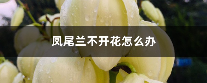 凤尾兰不开花怎么办 凤尾兰不开花怎么办