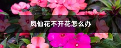 凤仙花不开花怎么办