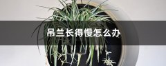 吊兰长得慢怎么办