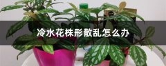 冷水花株形散乱怎么办