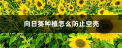 向日葵种植怎么防止空壳