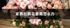 家养杜鹃花萎蔫怎么办