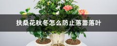 扶桑花秋冬怎么防止落蕾落叶