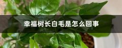 幸福树长白毛是怎么回事