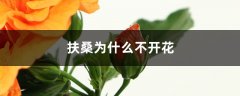 扶桑为什么不开花