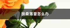 扶桑落蕾怎么办