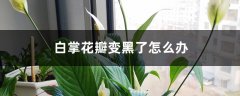 白掌花瓣变黑了怎么办