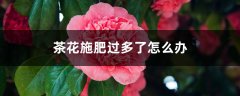 茶花施肥过多了怎么办