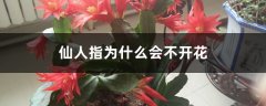 仙人指为什么会不开花