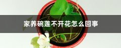 家养碗莲不开花怎么回事