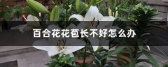 百合花花苞长不好怎么办