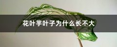 花叶芋叶子为什么长不大