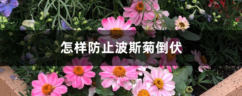 怎样防止波斯菊倒伏