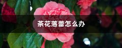 茶花落蕾怎么办