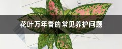 花叶万年青的常见养护问题