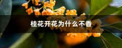 桂花开花为什么不香