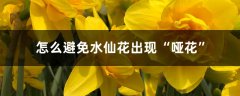 怎么避免水仙花出现“哑花”