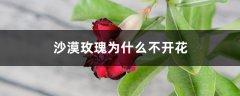 沙漠玫瑰为什么不开花