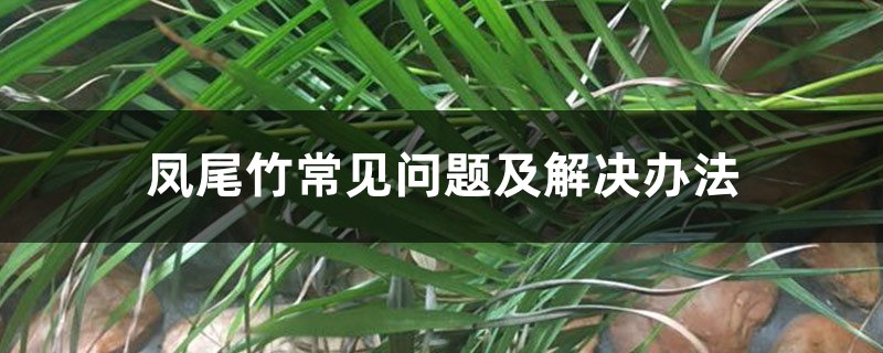 凤尾竹常见问题及解决办法 凤尾竹常见问题及解决办法