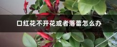 口红花不开花或者落蕾怎么办