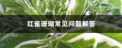 红雀珊瑚常见问题解答