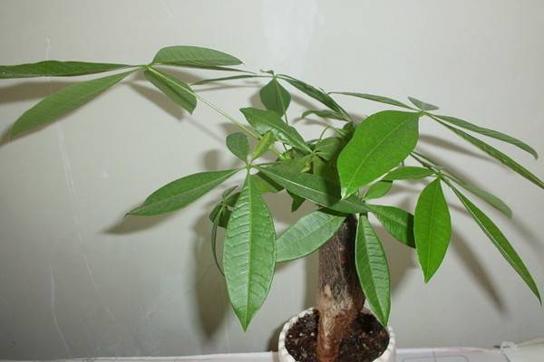 大规模干枯，落叶，那些濒临死亡的植物该如何拯救