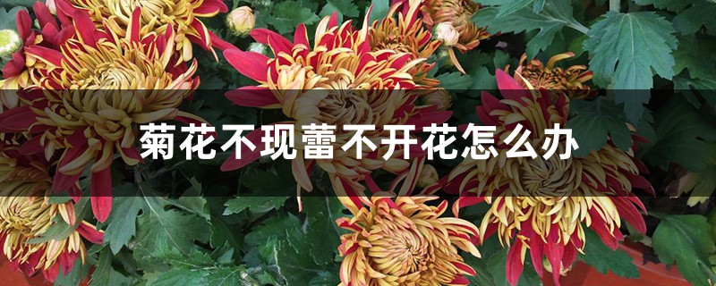 菊花不现蕾不开花怎么办