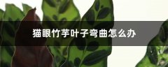 猫眼竹芋叶子弯曲怎么办