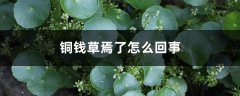 铜钱草焉了怎么回事