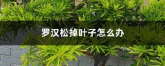 罗汉松掉叶子怎么办