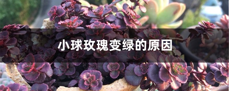 小球玫瑰变绿的原因 小球玫瑰变绿的原因