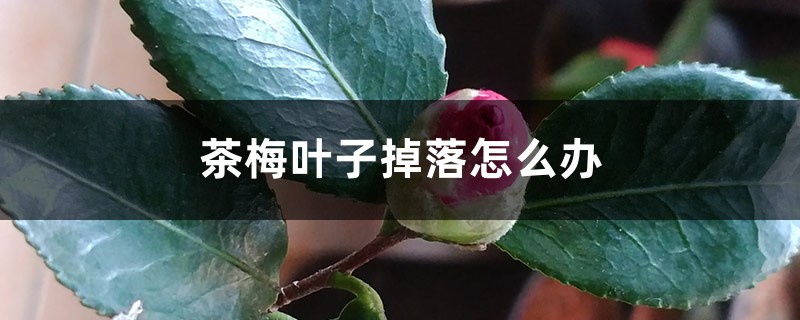 茶梅叶子掉落怎么办 茶梅叶子掉落怎么办