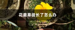 花菱草徒长了怎么办