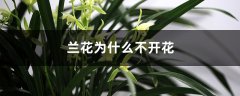 兰花为什么不开花