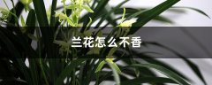 兰花怎么不香